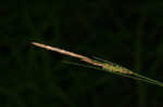 Upright sedge